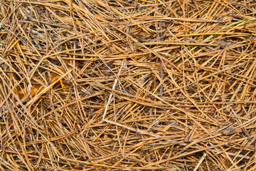 pine needles as a background