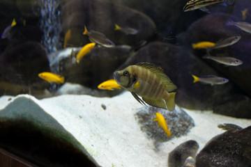 Fish in the aquarium. The frame is in selective focus.