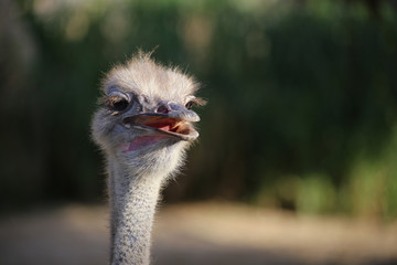 ostrich