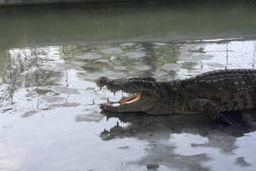 Obraz premium crocodile