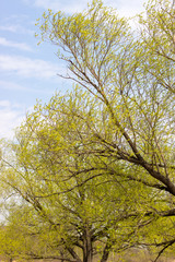 Fototapeta premium Bottom view of a tall tree in a forest