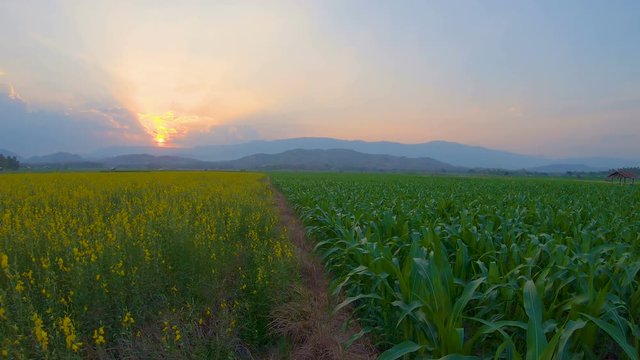 Landscape green corn farms in agricultural garden Thailand. Crane shot, size 4k