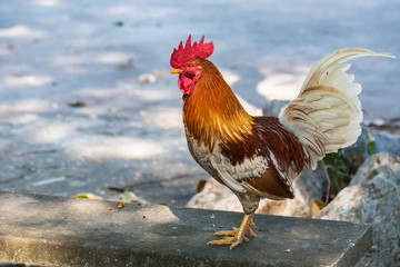 Closeup beautiful chicken on blurred cement floor textured background with copy space.Bangkok, Thailand.