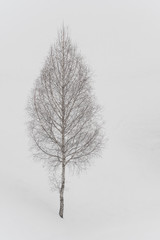 A Leafless Tree Standing In the Middle of Winter