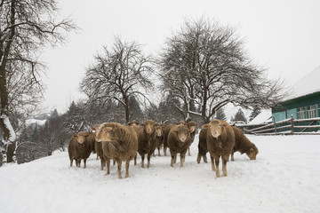 A Herd of Sheep Preparing to March on the Snowy Road