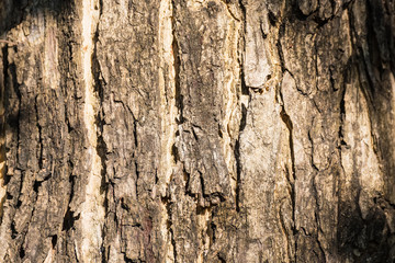 Texture of cracked shell on tree background.
