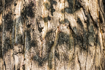 Texture of cracked shell on tree background.