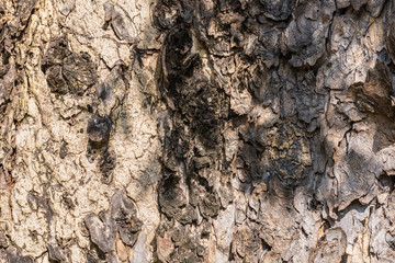 Texture of cracked shell on tree background.