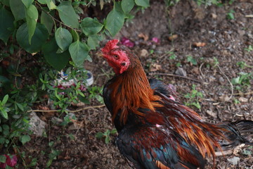 rooster on farm