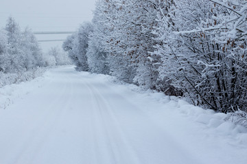 Fototapeta premium winter road in the forest