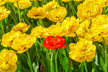 Field of yellow and one red tulips . Flower background. Summer garden landscape