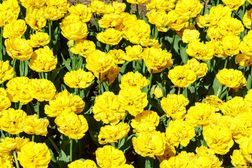 Field of yellow tulips. Flower background. Summer garden landscape