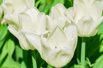 Close up of white tulip. Flower background. Summer garden landscape