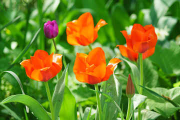 Field of blooming pink tulips. Flower background. Summer garden landscape. Soft focus