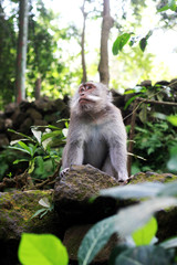 Monkey Bali