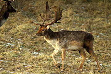 An adult and large male of the European fallow deer, with large horns, in a forest glade. Excellent illustration of the natural habitat of wild, hunting animals.