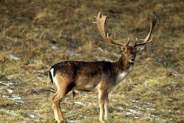 Naklejka na ściany i meble An adult and large male of the European fallow deer, with large horns, in a forest glade. Excellent illustration of the natural habitat of wild, hunting animals.