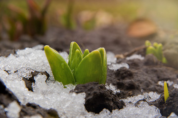 A hyacinth sprouts through the ground with snow in erly spring