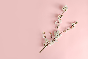 Spring concept. A branch of apricot on a pink background. Close-up. Flat lay. Sakura branch