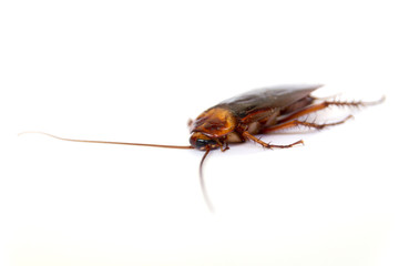 Cockroach on a white background.