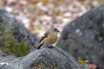 岩の上から餌を物色するジョウビタキ（メス）