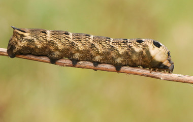 A pretty Elephant Hawk-moth Caterpillar (Deilephila elpenor) walking down a stem.
