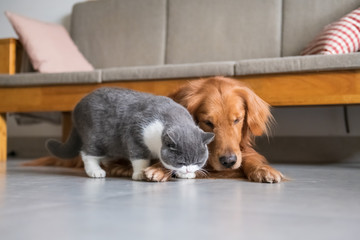 Golden Retriever dog and British short-haired cat