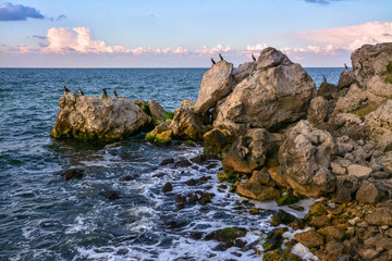 Flock of cormorants on the coastal rocks