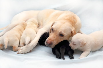 Three fawn and one black Labrador puppy sucking their mother's milk