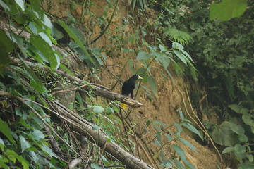 oropendola crestada