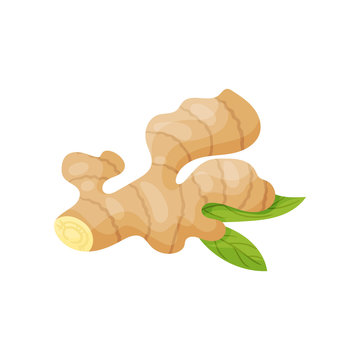 Raw ginger root with two green leaves. Fresh aromatic condiment. Cooking ingredient. Natural food. Flat vector icon