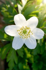 Forest anemone white flower in the  rays of the sun on a blurred background.Spring flowers.