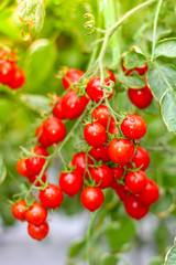 Red tomatoes in the backyard vegetable garden