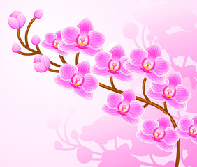 Phalaenopsis Orchids close up