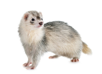 gray ferret in studio