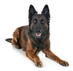 belgian shepherd tervuren
