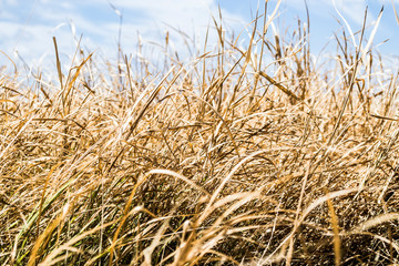 Fototapeta premium Grass