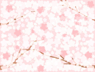 さくら32　桜