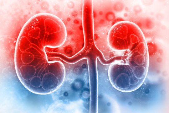 Human kidney on scientific background