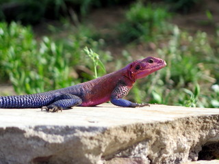 Colorful lizard