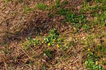 Yellow buttercups in a forest on early spring