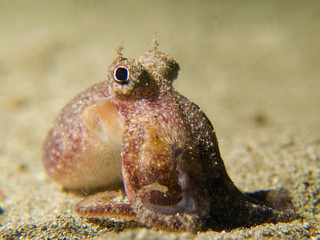 Tiny octopus