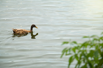 Ducklings that are in the water