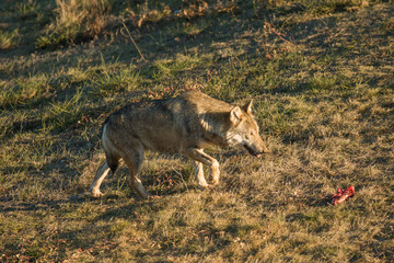 Fototapeta premium SONY DSC