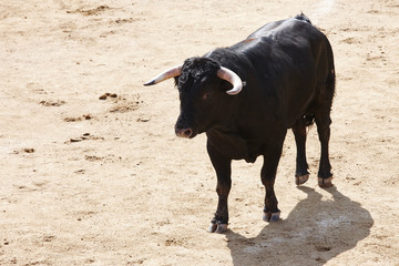 Fighting bull in the arena. Bullring. Toro bravo. Spain