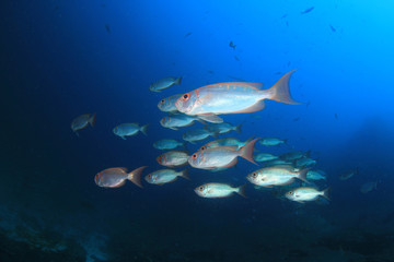 Fish in ocean. Reef fish school underwater