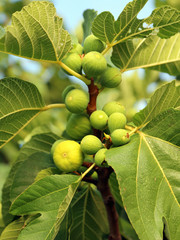 Fototapeta premium fig Tree with many fruits