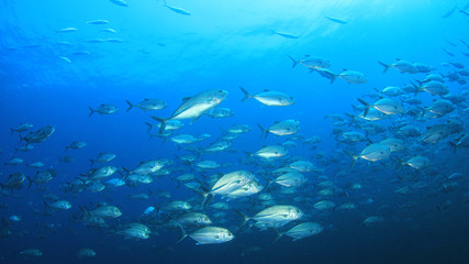 Naklejka na ściany i meble Fish in ocean. Reef fish school underwater
