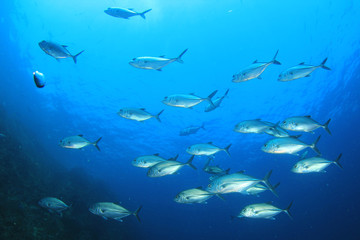 Fototapeta na wymiar Fish in ocean. Reef fish school underwater