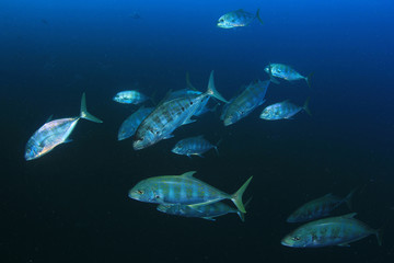 Fish in ocean. Reef fish school underwater